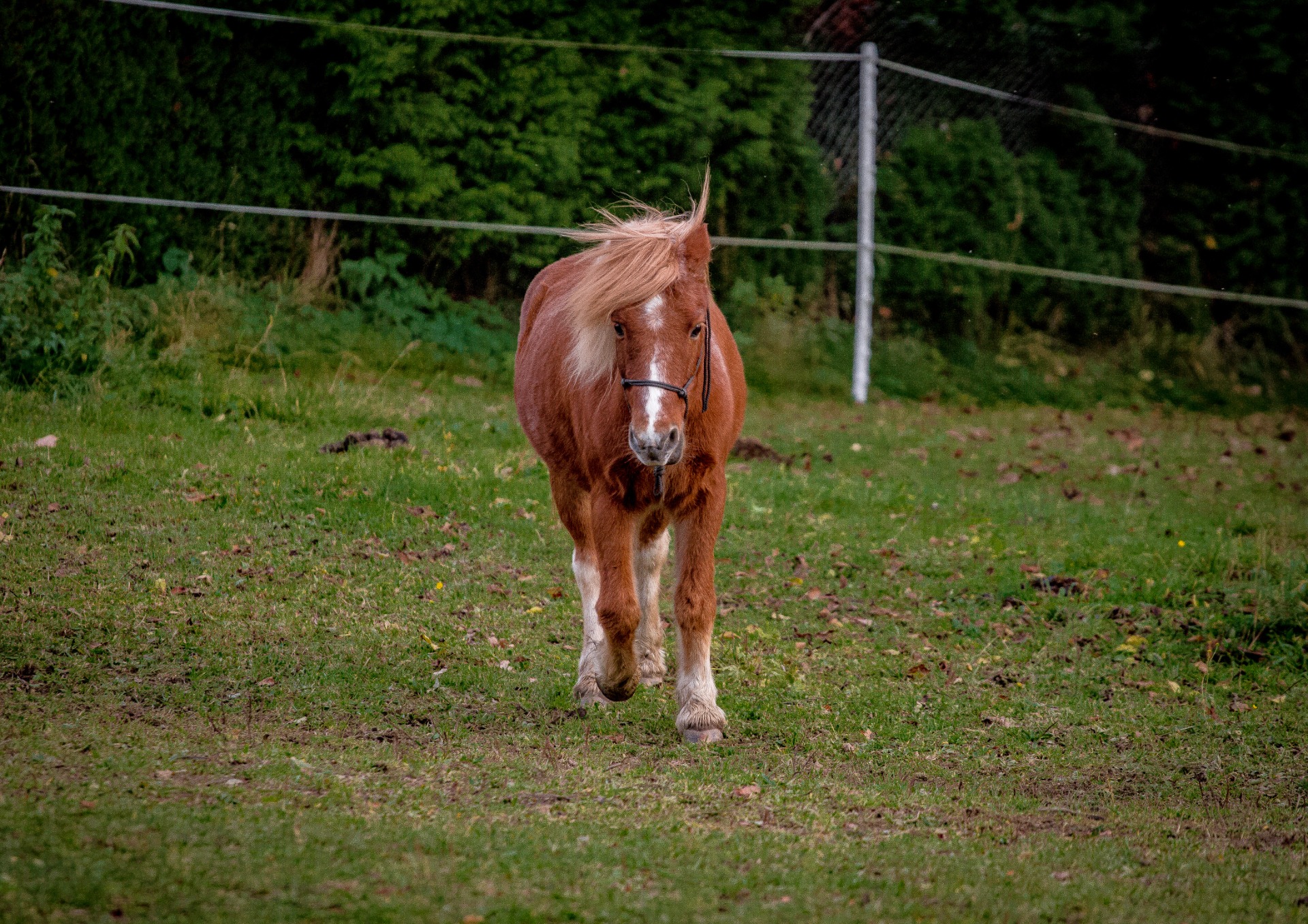O nás ponicicihovice
